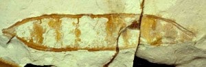 Fossil pea pod (legume) from the Miocene of New Zealand