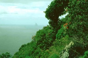 Metrosideros on Lord Howe Island (Balls Pyramid in the background).