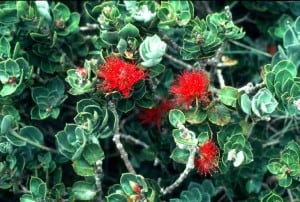 Detail of Metrosideros on Lord Howe Island.