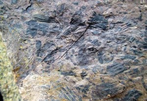 A mudstone bedding surface covered with fossil Equisetum from the Jurassic of the Owaka River, New Zealand.