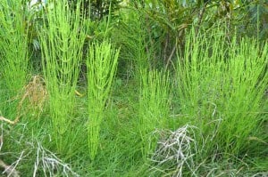 Living Equisetum, Sichuan, China