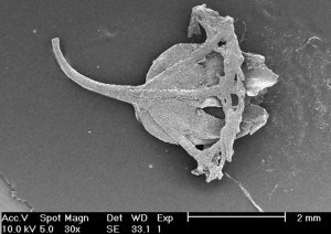 Scanning Electron Microscope photo of a Miocene Metrosideros fruit from near St Bathans, New Zealand.