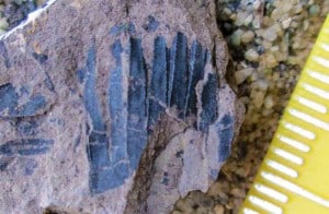 A fossil whorl of Equisetum leaves from the New Zealand Jurassic.
