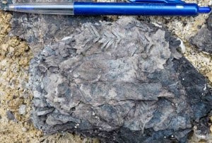 Miocene Retrophyllum shoots