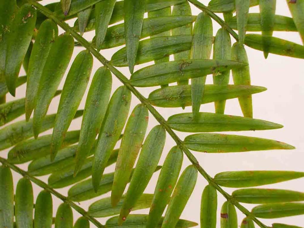 fiji-retrophyllum-shoot