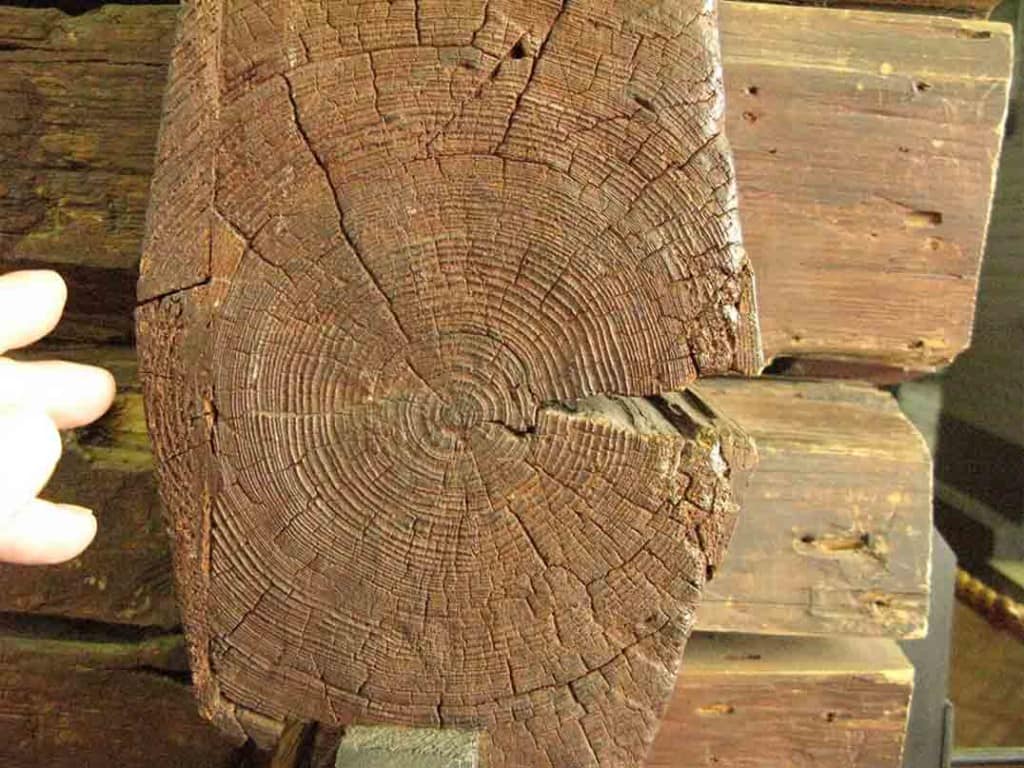 The end of one of the logs making up Peter the Great's log cabin in St Petersburg. The narrow growth rings indicate the short growing season in this region of very harsh winters.