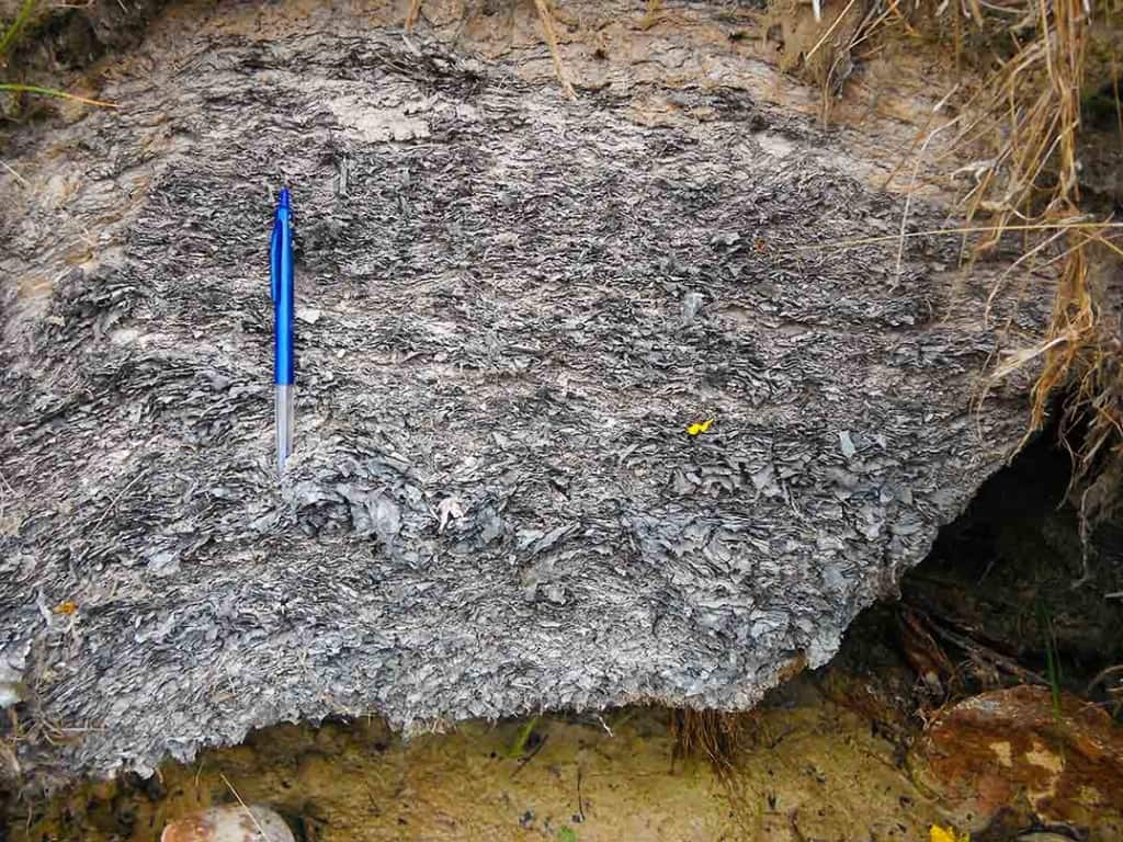 A Miocene fossil 'leaf pack' - thousands of fossil leaves compacted together in the bank of Mata Creek, near St Bathans, New Zealand.