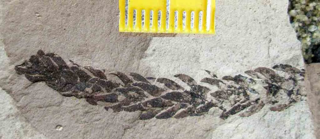 Miocene hoop pine (Araucaria) fossil, Bannockburn, New Zealaand