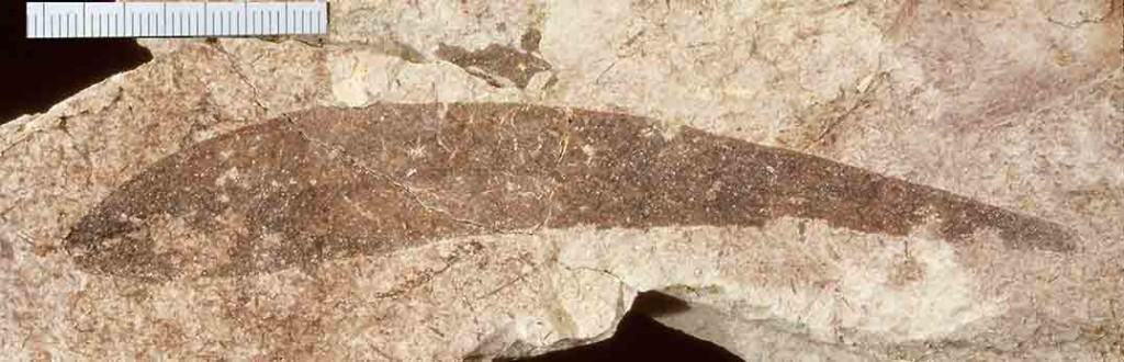 Miocene Eucalyptus fossil New Zealand