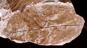 large-leaf-fossil-Miocene New Zealand
