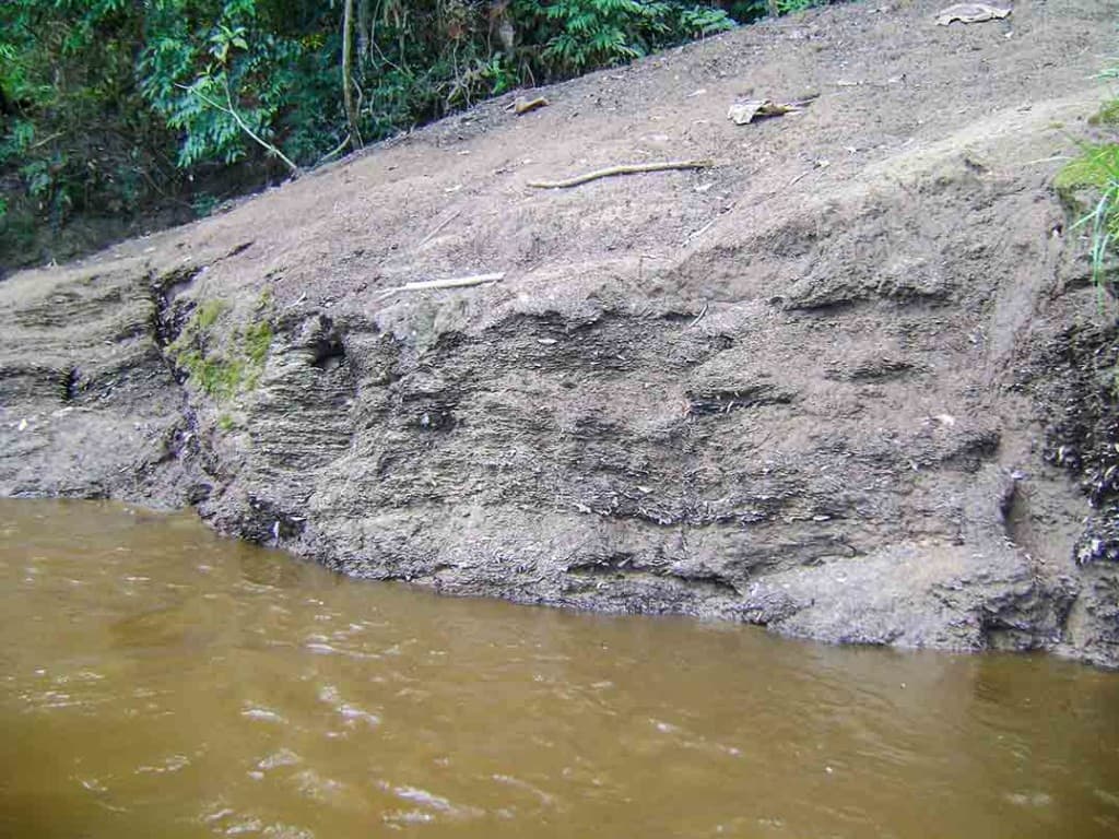 A leaf pack extending into the river on a point bar in Kalimantan.