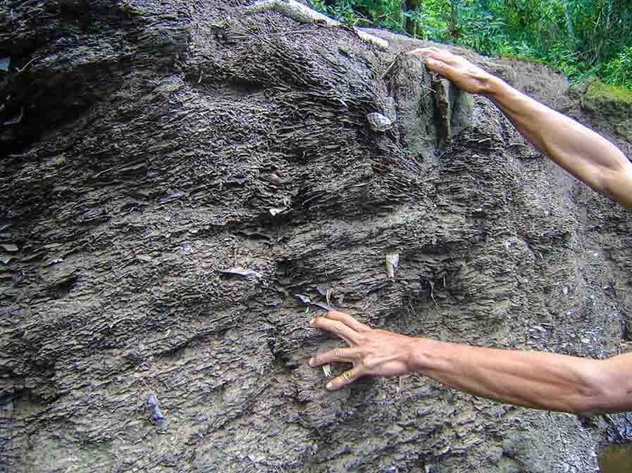 Close up view of a leaf pack on the point bar of a river in Kalimantan. A little below an to the left of the upper hand is a leaf very similar to the Miocene fossil shown in the featured image.