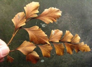 Extant Phyllocladus IMG_0714