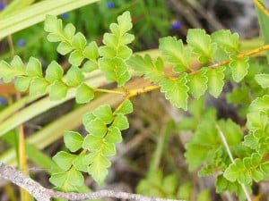 Extant Phyllocladus trichomanoides 
