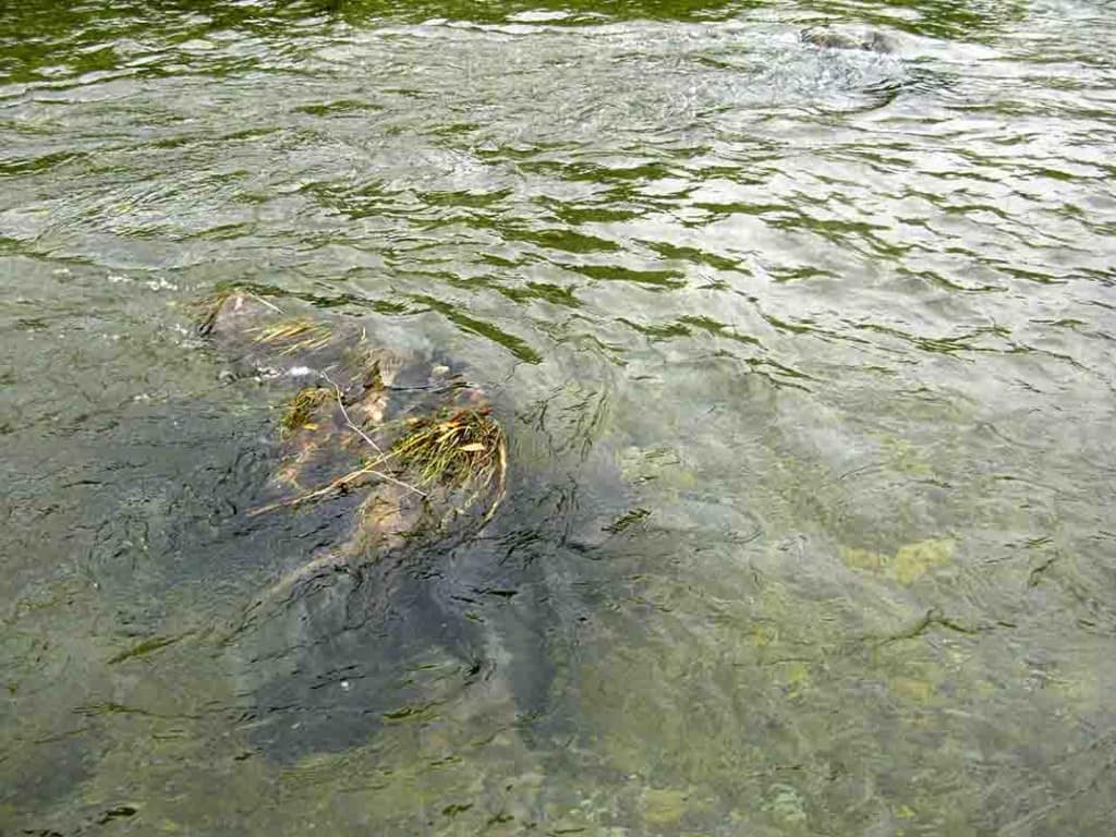 The radiating roots of a submerged stump in the Ashley River are just visible - and another stump is just upstream.