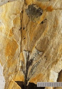 Fossil Phyllocladus from Mataora, New Zealand.