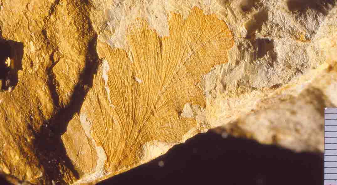 Phyllocladus fossil, Miocene Manuherikia Group, New Zealand