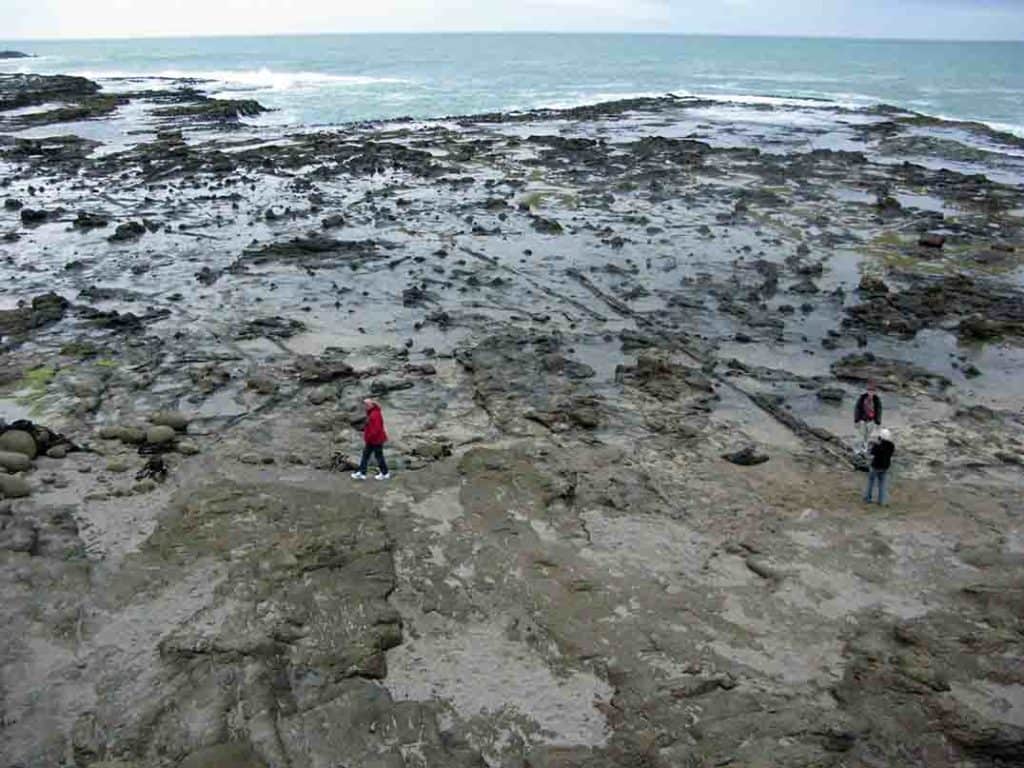 The Jurassic Curio Bay Fossil Forest in New Zealand. The shore platform is awash at high tide or in high seas.