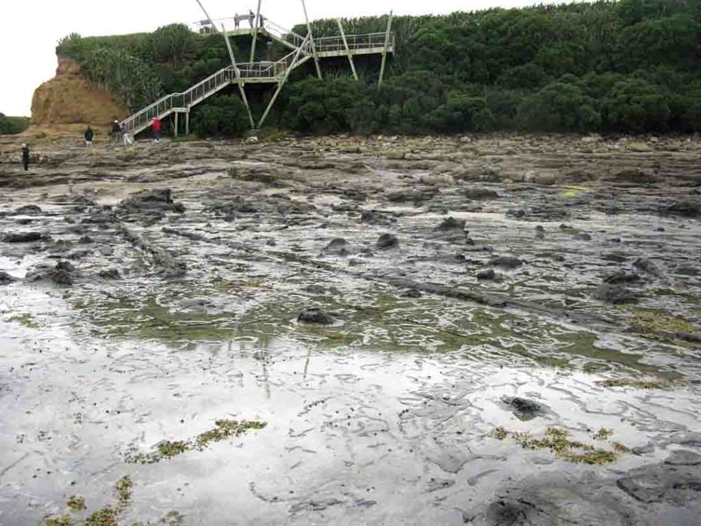 Fossil logs and tree stumps at the Jurassic Curio Bay fossil forest - looking back towards the viewing platform.