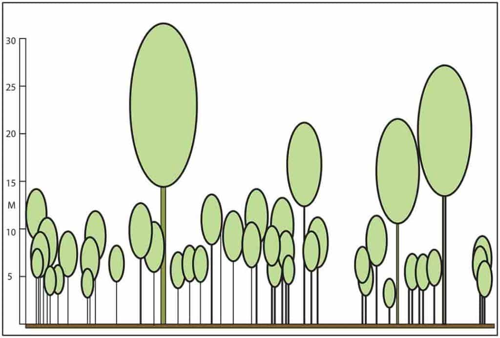 A reconstructed profile of the Jurassic Curio Bay fossil forest, adapted from Pole (1999) and based on the Bunya Mountains tree trunk diameter versus height curve. Using the New Guinea tree curve would 'stretch' the profile upwards such that the tallest trees were around 35 m.