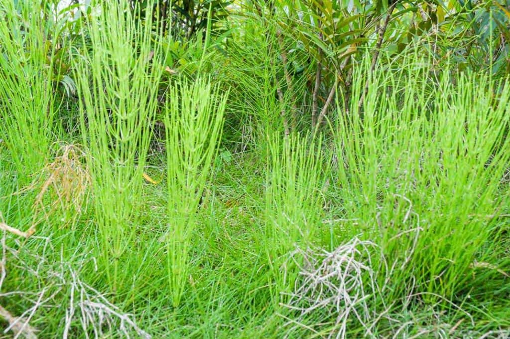 Living horse tails in Sichuan, China.