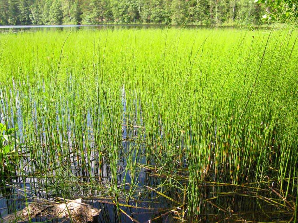 Living horse tails (Equisetum) in Finland.