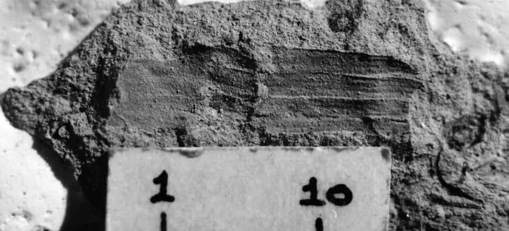 Probably my first Miocene fossil Equisetum. It's from Bannockburn and remains unpublished. From 1-10 is 10 mm.