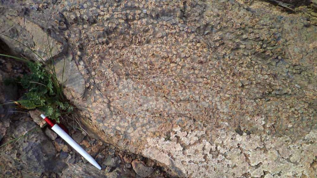 Another well preserved coral fossil.