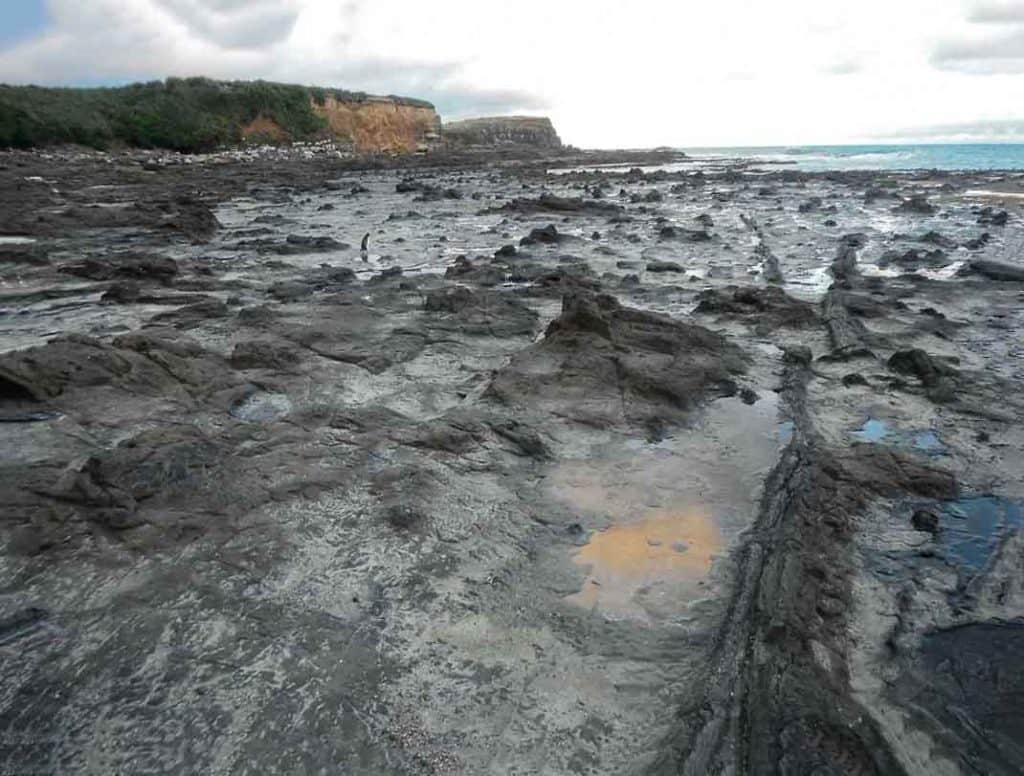 A penguin walking through the Jurassic fossil forest at Curio Bay, New Zealand. Can you see it? (: