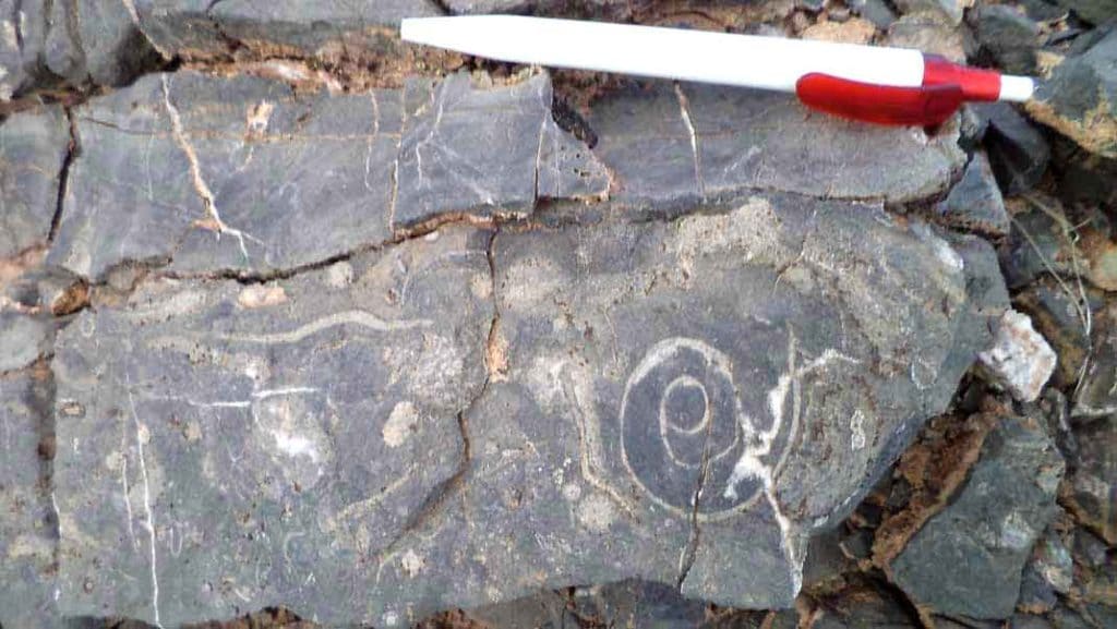 Fossil shells that occur with the coral.