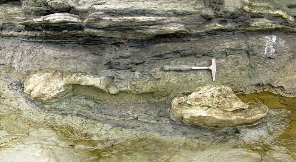 Unusual 'blobs' of coarse sandstone within a finer grained unit on North Head. Dinosaur footprints? Or just load-casts?