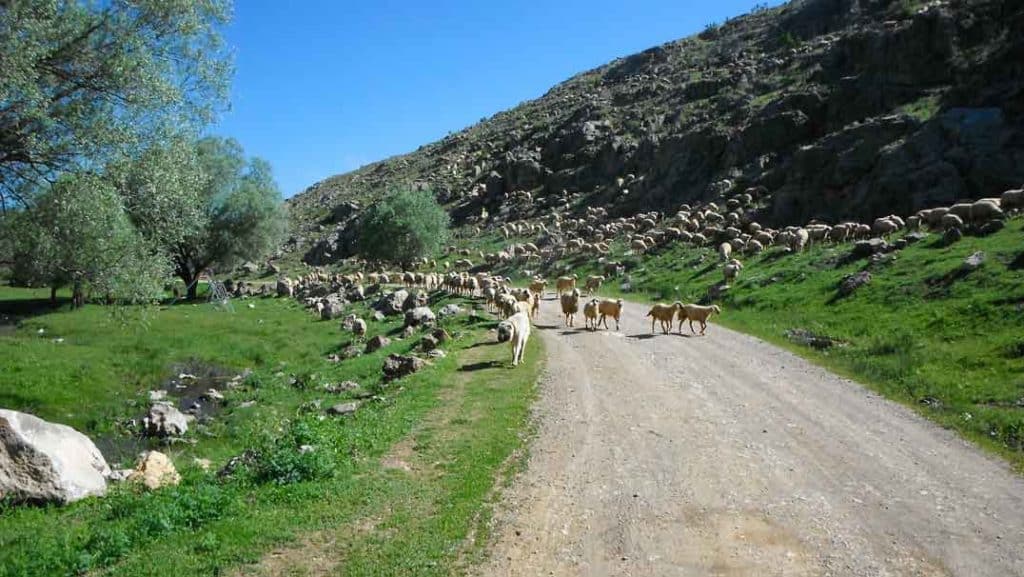 Almost at our lease, we come across a sheep dog leading a flock. The green area off to our left is a popular picnic spot, and we would always slow down to avoid creating any dust.