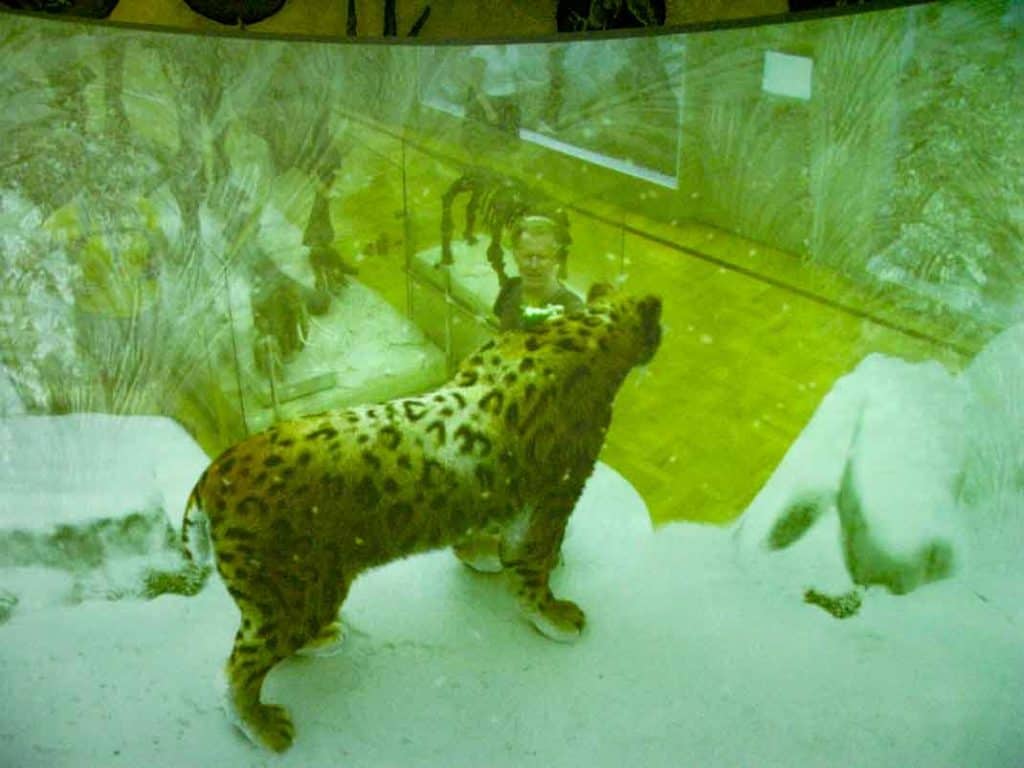 And now a sabre-tooth tiger saunters up to me, at the Natural History Museum of Tatarstan in Kazan.