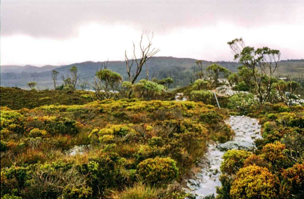 An un-boardwalked section of the Overland Track. The peat has been worn away to expose rocks.