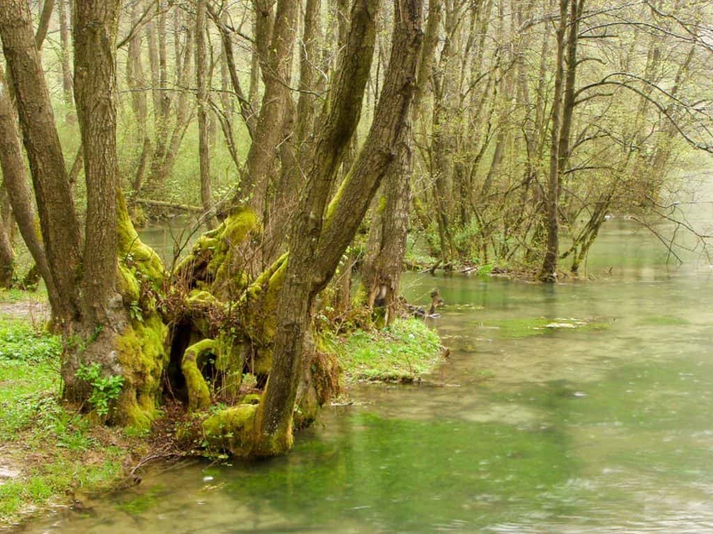 The tree-lined Bosna River at Vrelo Bosne