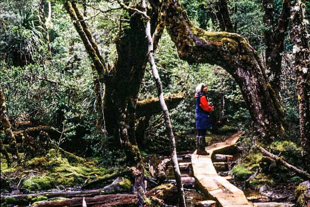 Fairy-tale rainforest in the south of the Overland Track.