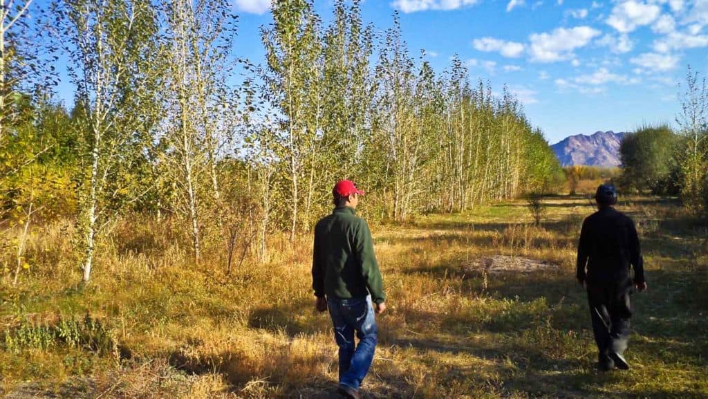 Tsendsuren Deleg's tree nursery in Khovd, Mongolia. Yes, it looks green here - but look at the mountains in the distance.