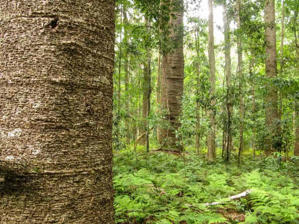 An open under story of ferns below bunya trees in Australia's Bunya Mountains.