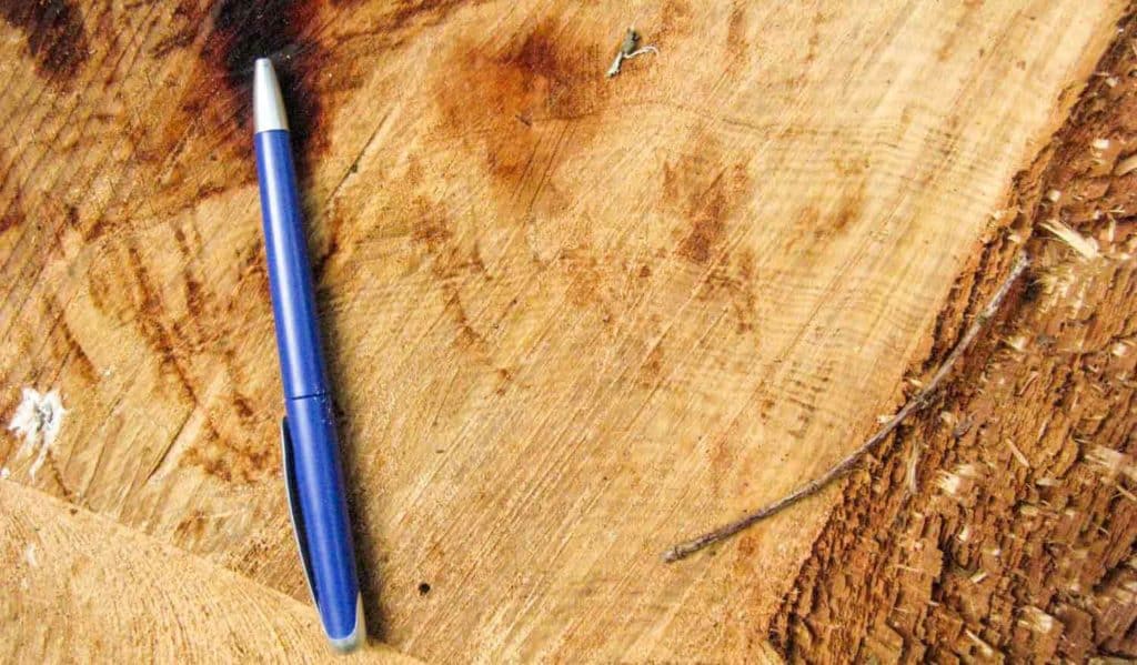 Closely-spaced growth rings on a felled bunya give an idea of their growth-rate.