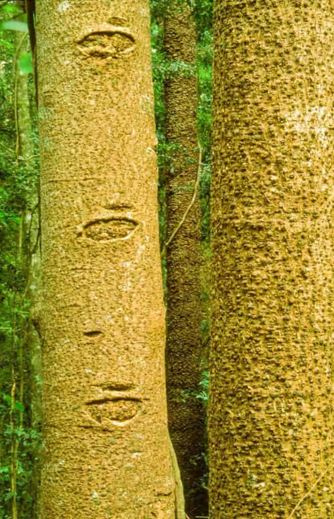 Scars up the trunk of a bunya are probably where branches broke off decades ago.