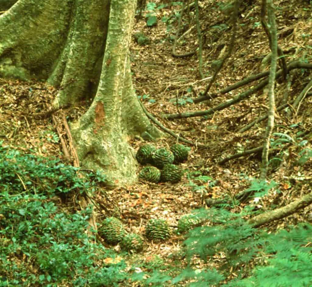 Mature bunya cones that have crashed tens of meters down from the forest canopy, and rolled into a gully.