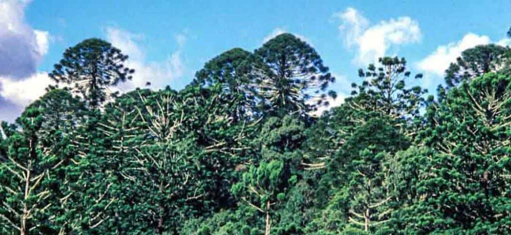 The distinctive crowns of bunya trees in the Bunya Mountains.