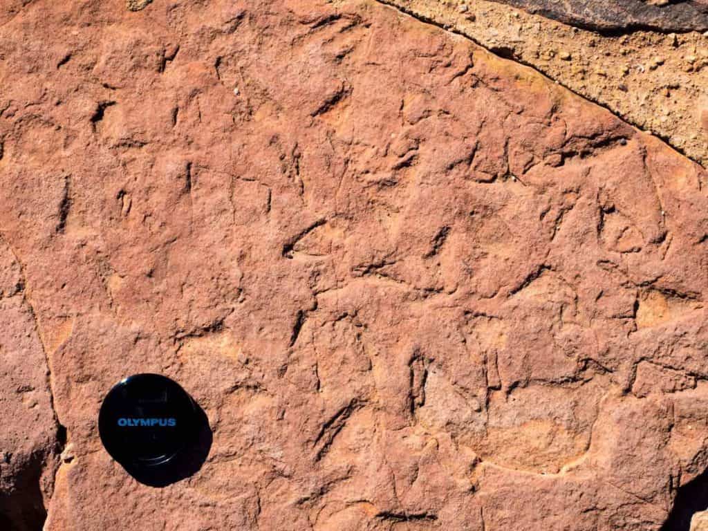Possible remains of a mass kill of armoured fishes. Mereenie Sandstone, Kings Canyon National Park, central Australia.