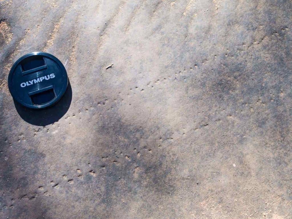 Parallel rows of depressions in the surface of a sandstone bed (Mereenie Sandstone, Kings Canyon National Park, central Australia). These have been identified as the trace fossil Diplichnites gouldi (Gouramanis and McLoughin, 2016). 