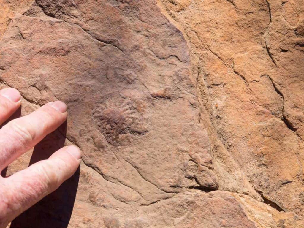 A trace fossil with a radial, star-shaped structure. Mereenie Sandstone, Kings Canyon National Park, central Australia.
