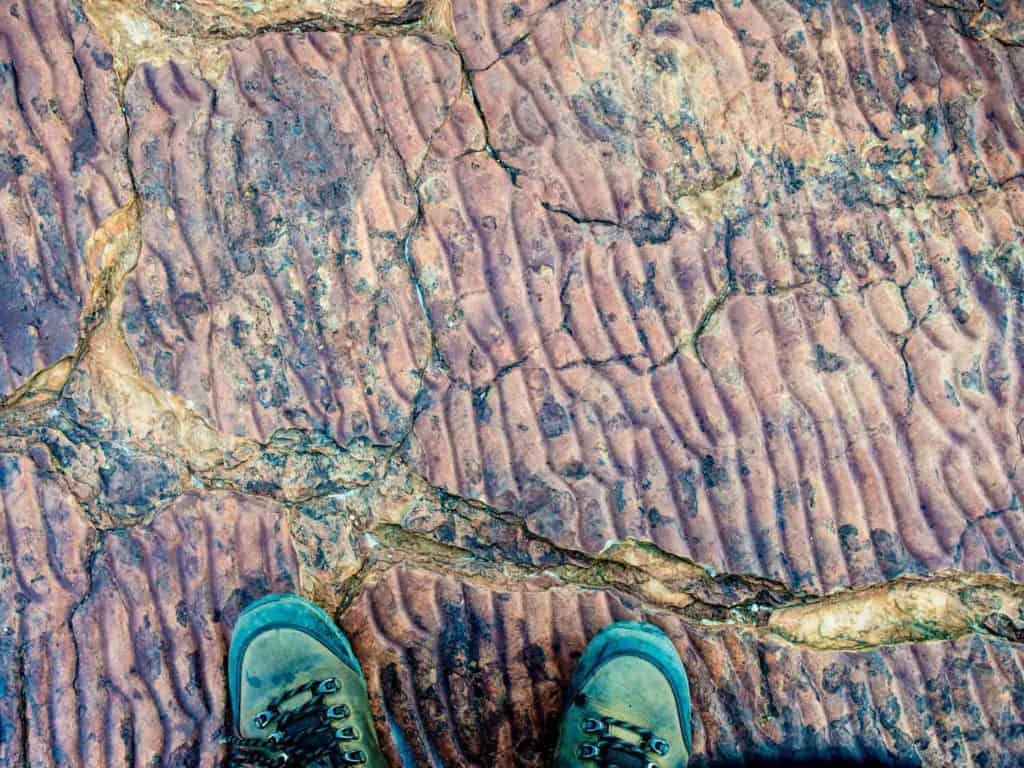 'Fossil' ripples marks on the surface of Mereenie Sandstone, Kings Canyon. central Australia. These will have formed in shallow water.
