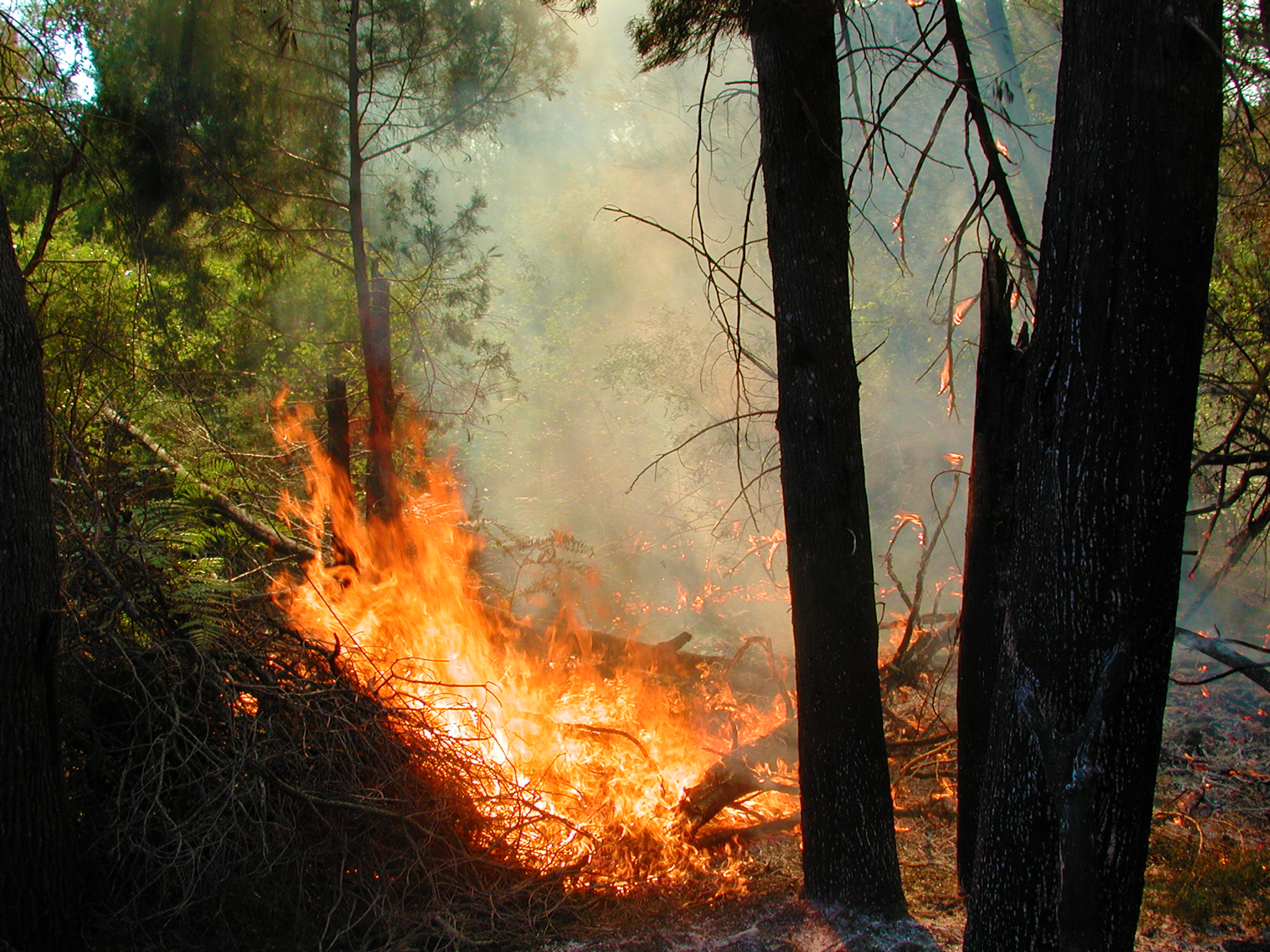 Australian bushfire