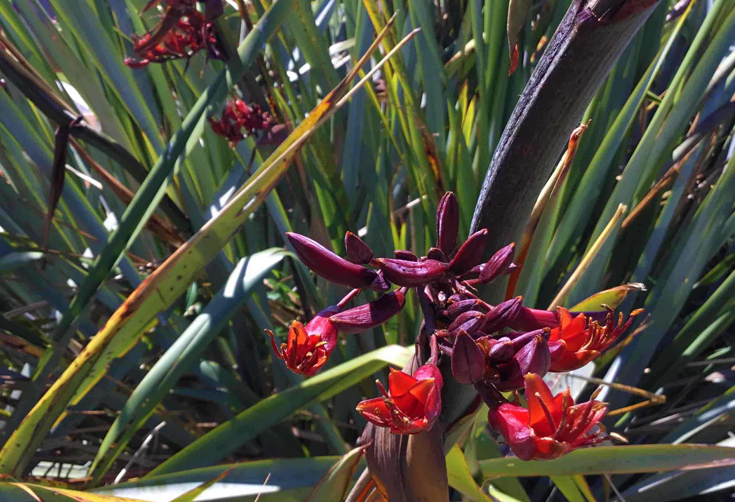 New Zealand flax - red flowers in the foreground, and the fibrous leaves behind. Image: Mike Pole.