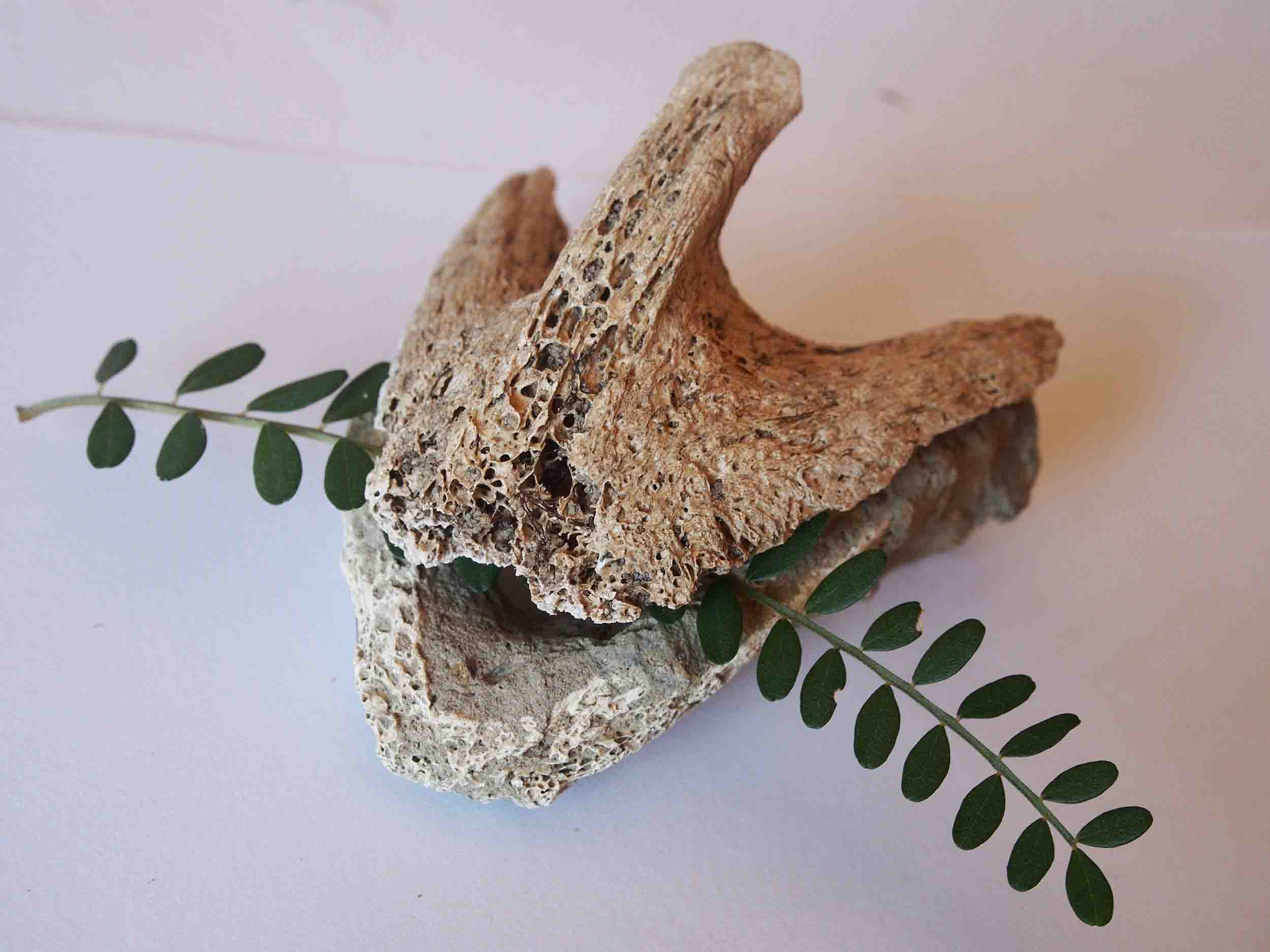 Moa skull with kowhai foliage