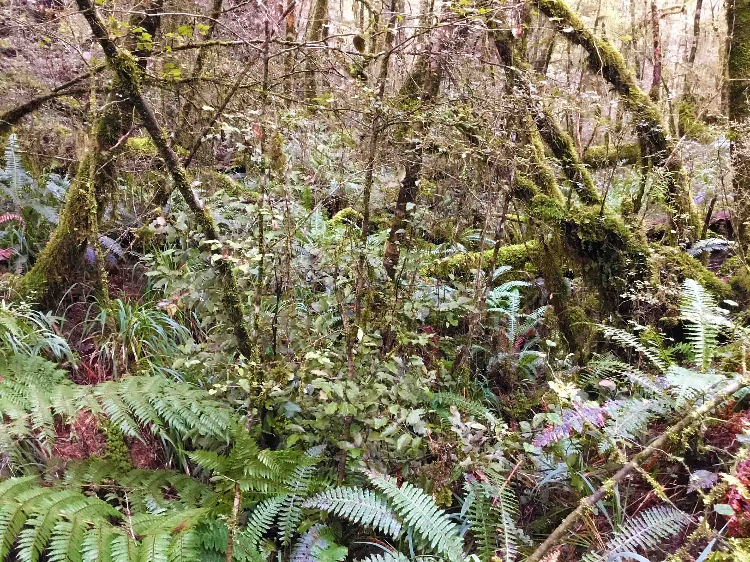 Thick, biodiverse New Zealand bush